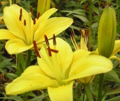 Lily Asiatic Yellow - Bulk Landscaping